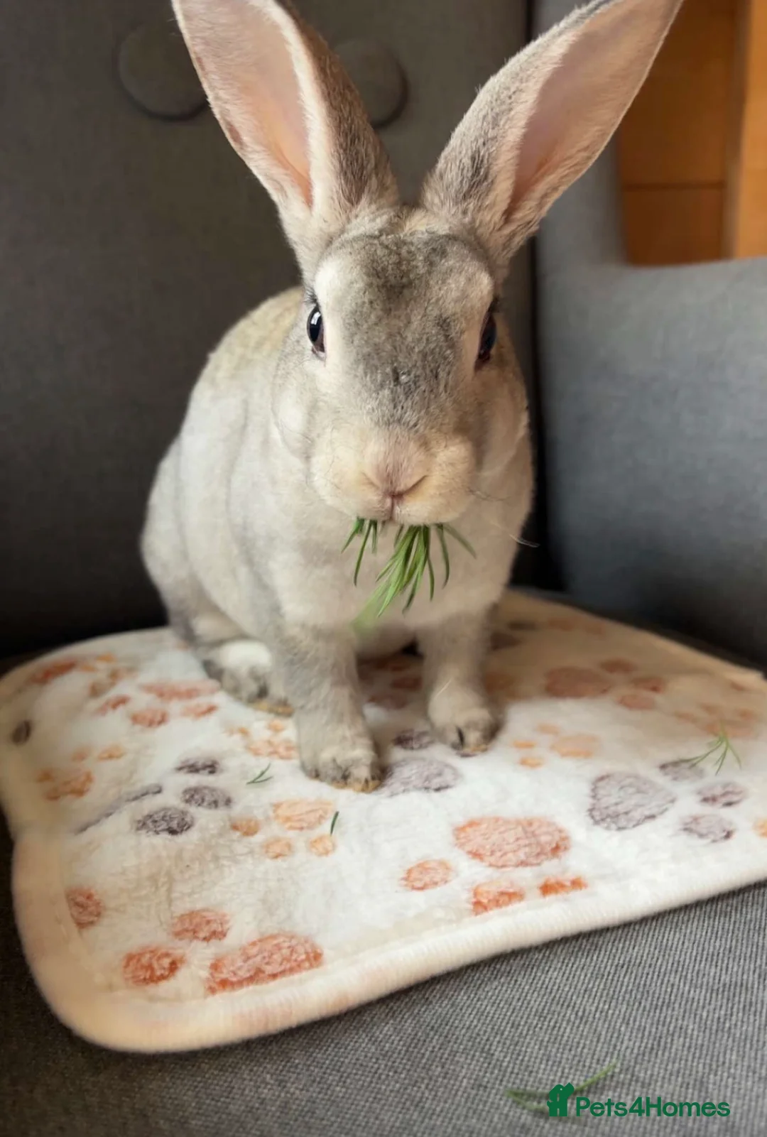 Rex rabbits for sale: Grey baby Rex  - Advert 1