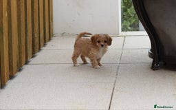 Cavapoo dogs for sale: F1 Cavapoo puppies for sale - Image 25