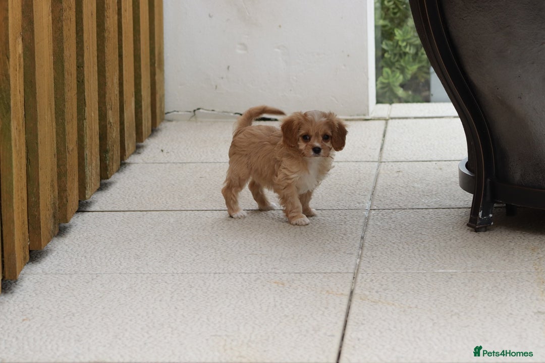 Cavapoo dogs for sale: F1 Cavapoo puppies for sale - Image 25