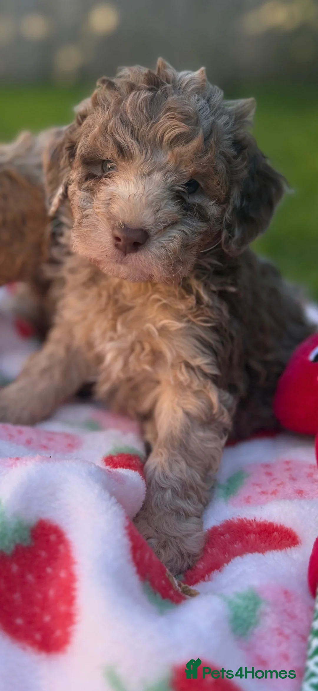 Cavapoo dogs for sale: 🤍 READY NOW MALES & FEMALES F1 CAVAPOOS 🤍 - Advert 1
