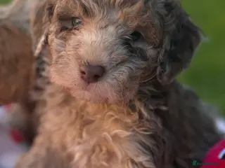 Cavapoo dogs for sale: 🤍 READY NOW MALES & FEMALES F1 CAVAPOOS 🤍 - Advert 2