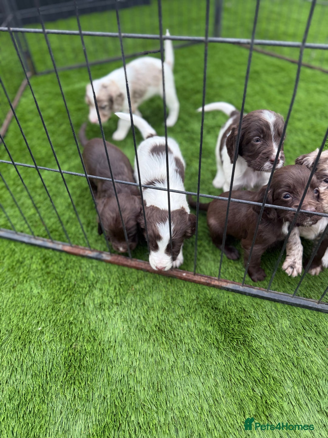 Cocker Spaniel dogs for sale: English cocker spaniel puppies - Image 4