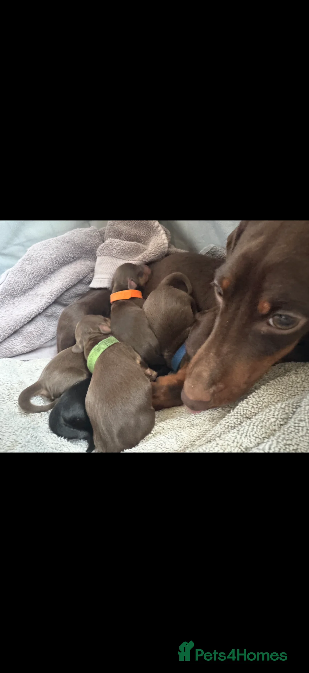 Miniature Dachshund dogs for stud: Proven Miniature Daschund - Advert 2