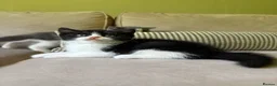 British Shorthair cats for sale: GCCF REG BOYS  - Advert 8