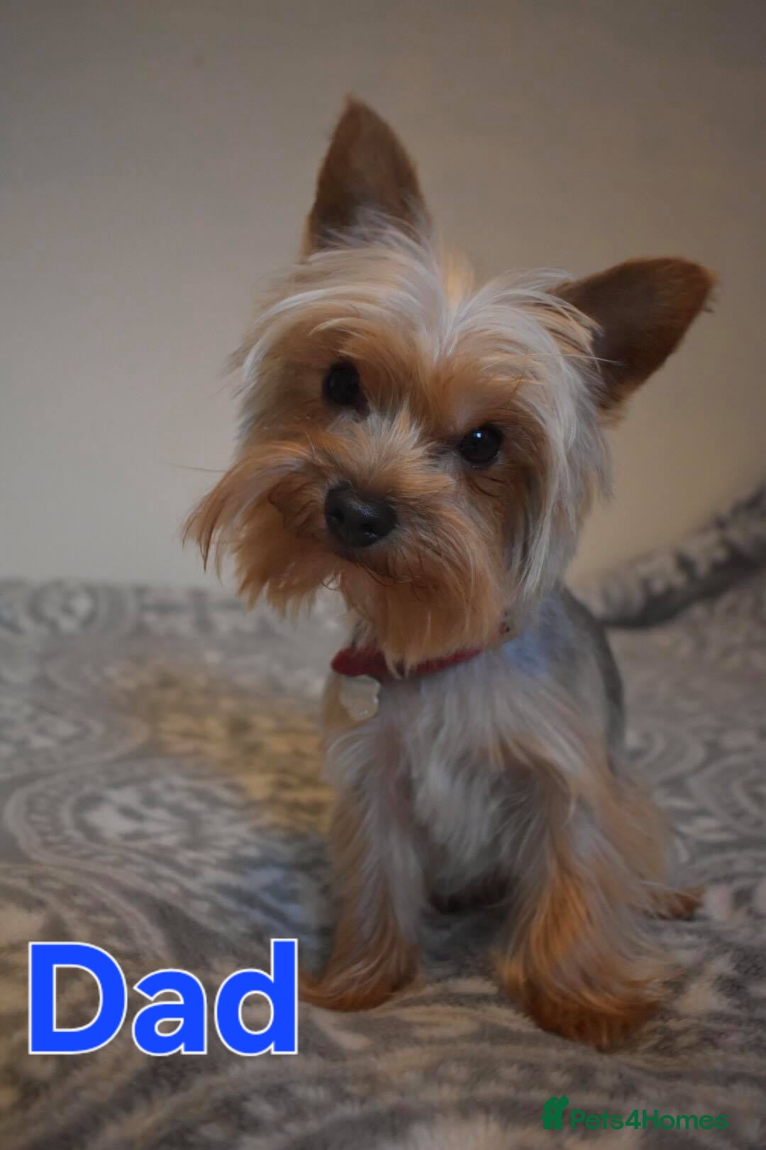 Yorkshire Terrier dogs for sale: Beautiful Miniature Yorkshire Terrier Puppies - Advert 12