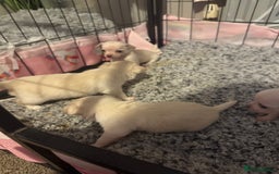 Chihuahua dogs for sale: Double chocolate platinum baby’s  - Image 15
