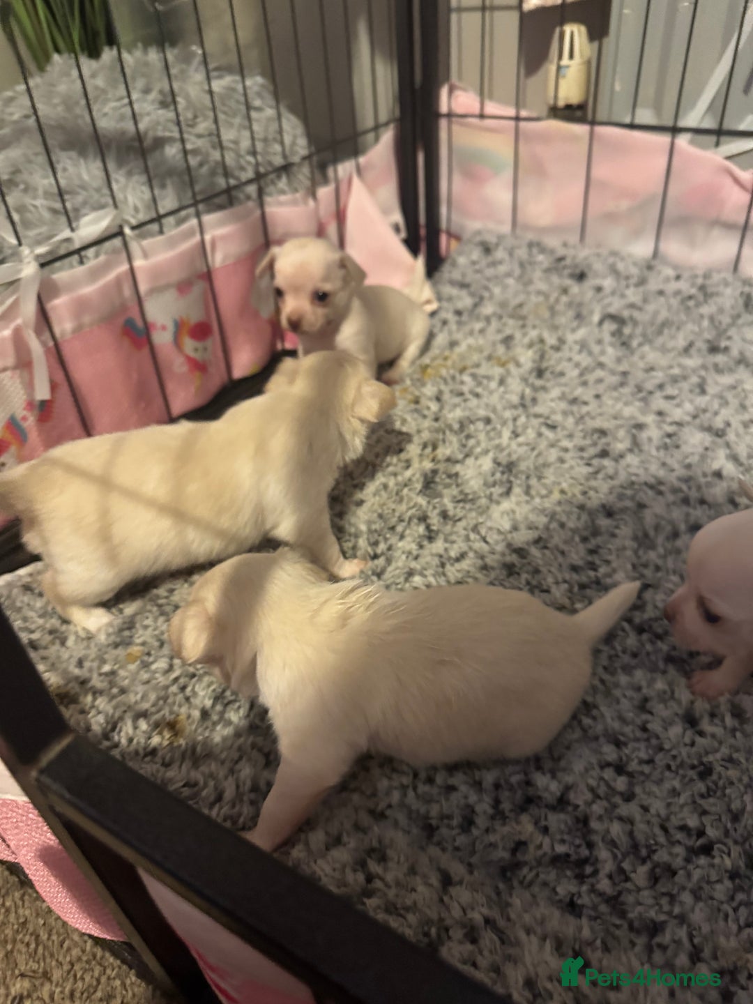 Chihuahua dogs for sale: Double chocolate platinum baby’s  - Image 15