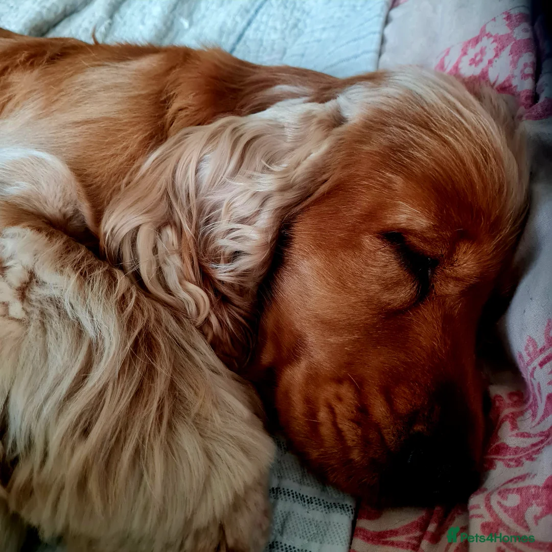 Cocker Spaniel dogs for stud: Outstanding Show Cocker for stud  - Advert 7