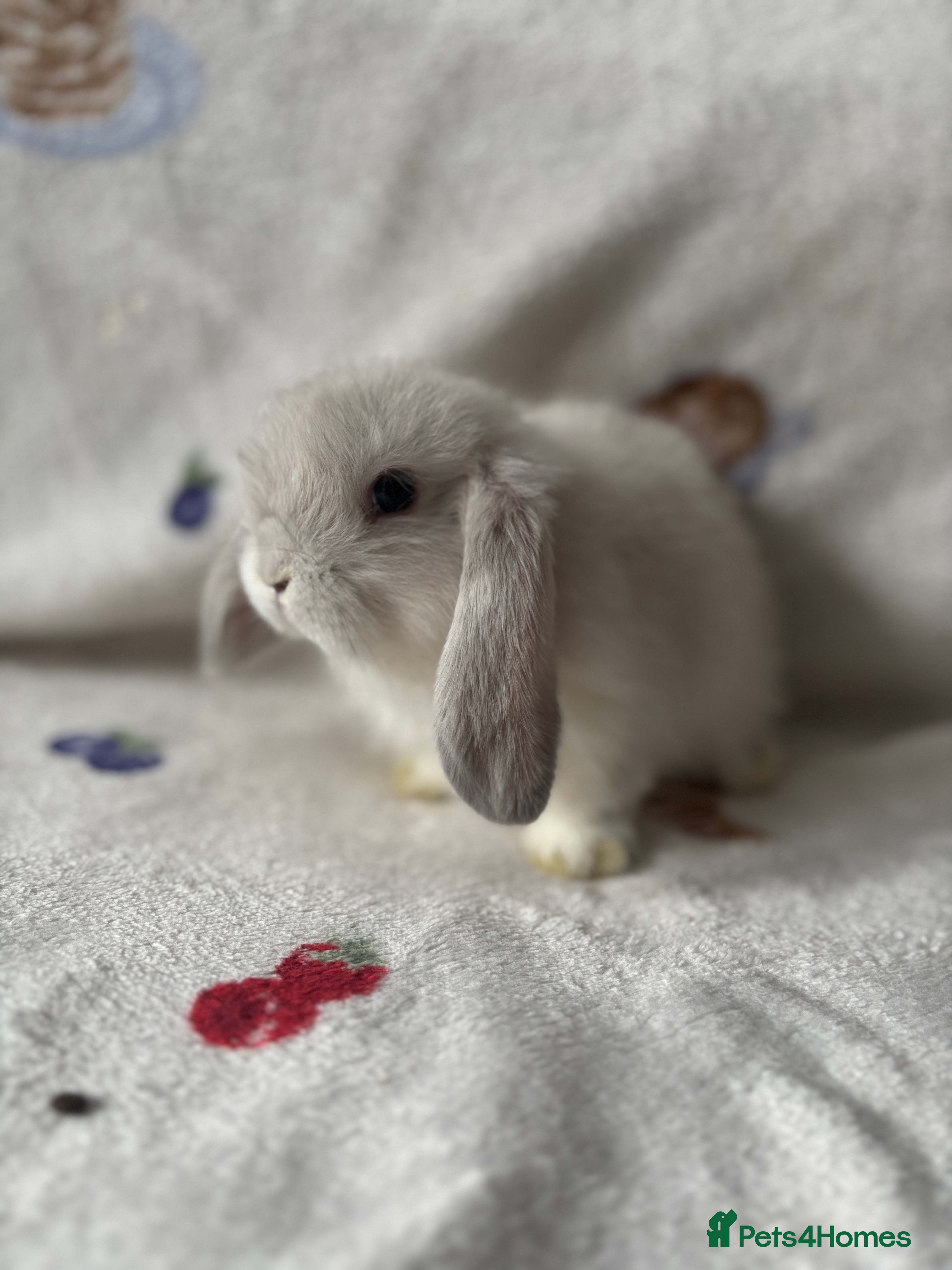Mini Lop rabbits ✨ Stunning mini lops READY NOW 👀 ✨  - Advert 16