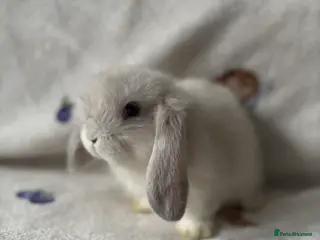 Mini Lop rabbits ✨ Stunning mini lops READY NOW 👀 ✨ - Advert 16
