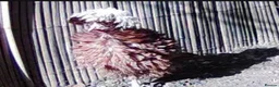Chickens poultry for sale: Free to a good home - Advert 2
