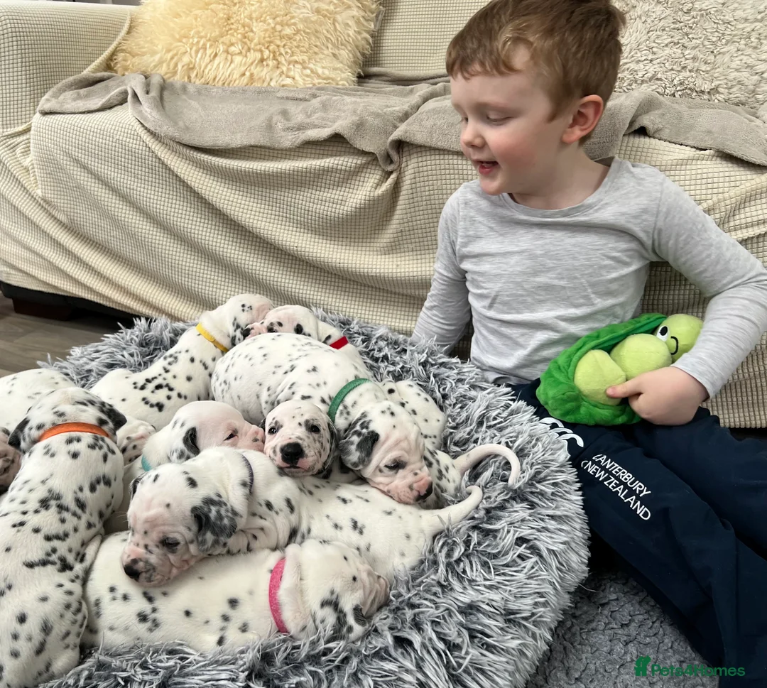 Dalmatian dogs for sale: Beautiful litter of Dalmatian puppies  - Advert 1