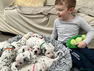 Dalmatian dogs Beautiful litter of Dalmatian puppies - Advert 2