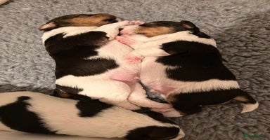 Fox Terrier dogs - Advert 7