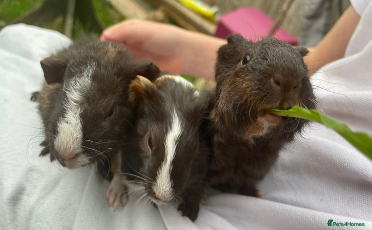 Guinea Pig rodents - Advert 1