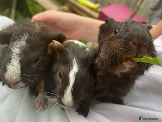 Guinea Pig rodents - Advert 24