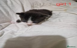 Mixed Breed cats for sale: Playfull kittens  - Image 4