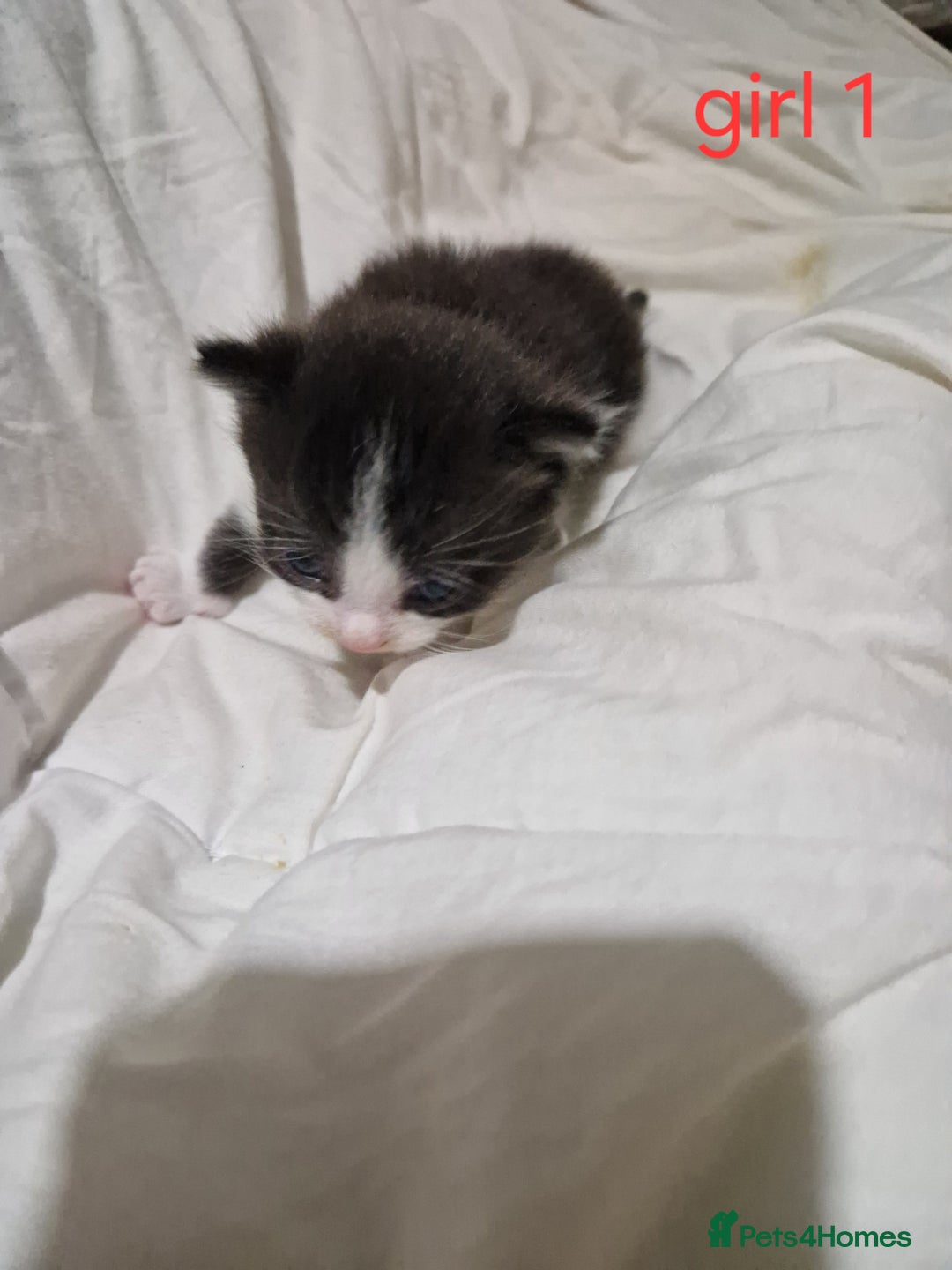 Mixed Breed cats for sale: Playfull kittens  - Image 4