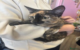 Mixed Breed cats for sale: Lawson - Image 1