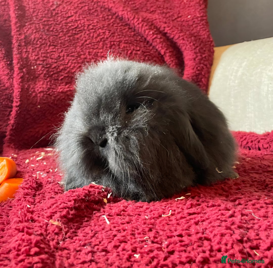 Mixed Breed rabbits for sale: Minilop, lionhead and mixed breed baby rabbits. - Image 16