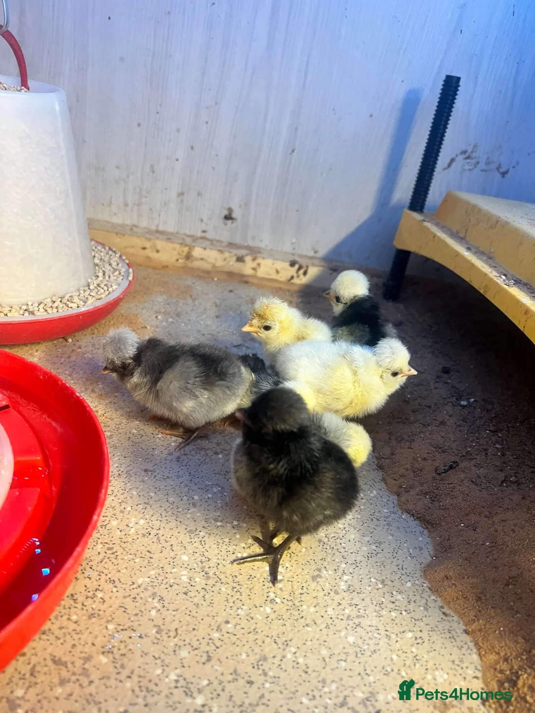 Chickens poultry for sale: Day old polish chicks  - Advert 4