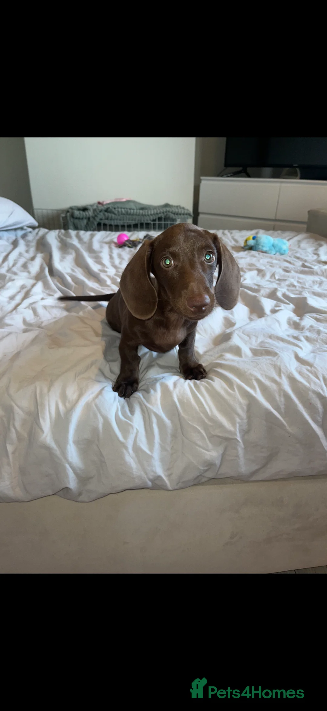 Miniature Dachshund dogs for sale: Miniature duchshund  in London - Advert 2