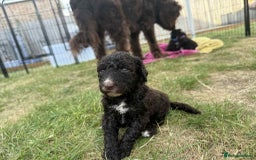 Newfypoo dogs for sale: 🐾 Beautiful Newfypoo x Standard Poodle Puppies 🐾 in Doncaster - Image 20
