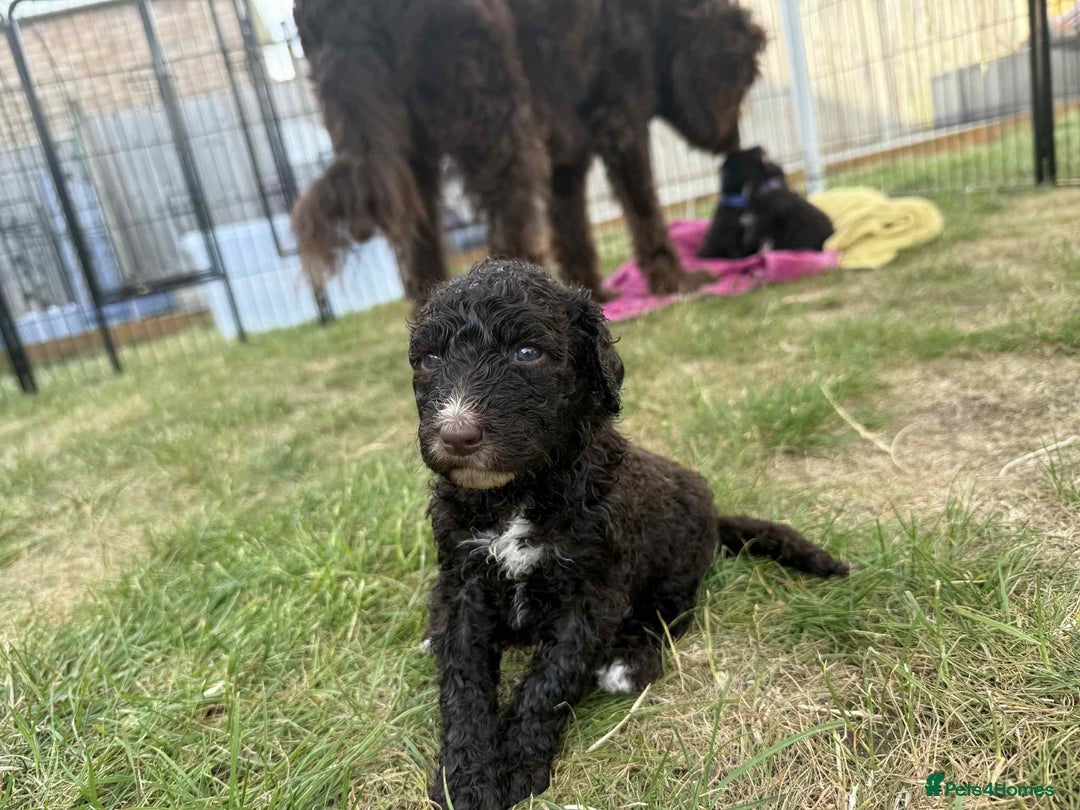 Newfypoo dogs for sale: 🐾 Beautiful Newfypoo x Standard Poodle Puppies 🐾 in Doncaster - Image 20