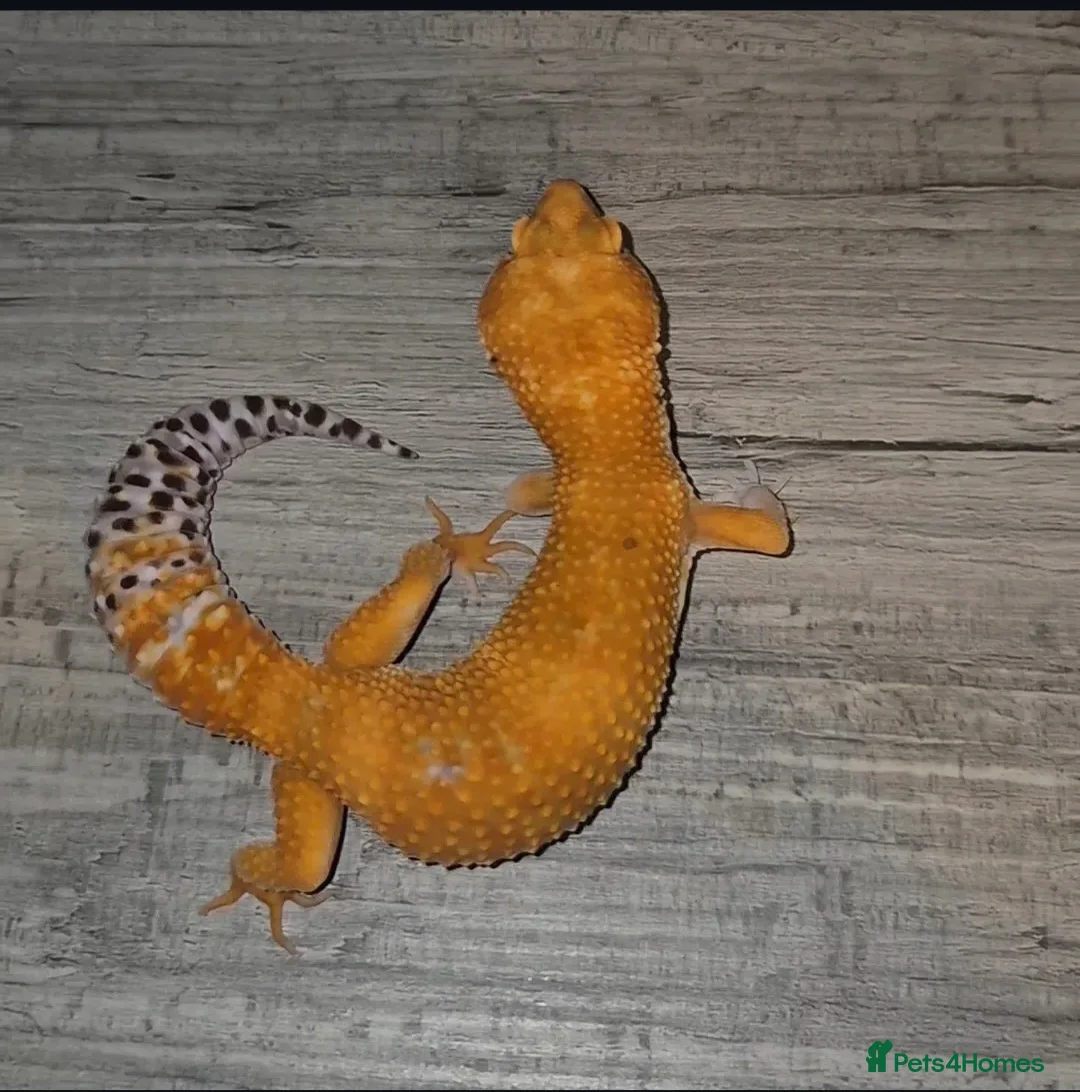 Leopard Gecko reptiles for sale: Female leopard gecko  - Advert 3