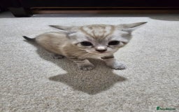 Mixed Breed cats for sale: Five Stunning Bengal X Kittens For Sale  - Image 12