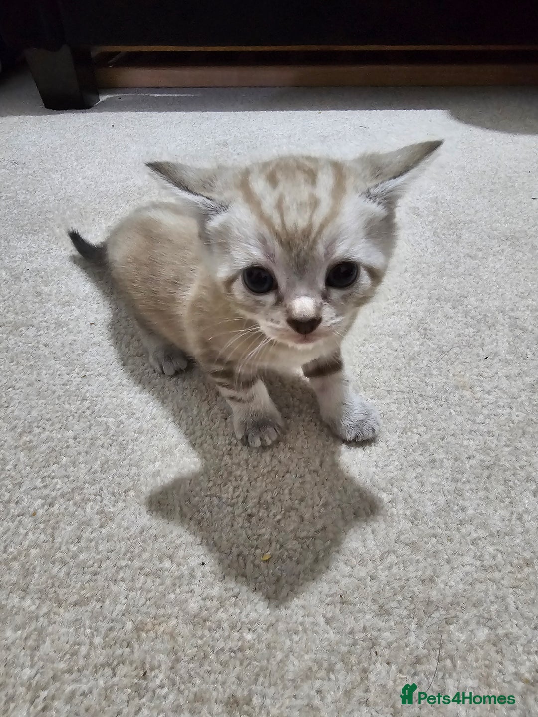 Mixed Breed cats for sale: Five Stunning Bengal X Kittens For Sale  - Image 12
