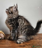Maine Coon cats - Advert 1