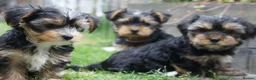 Yorkshire Terrier dogs for sale: Silver blue tan little girl left! - Advert 4