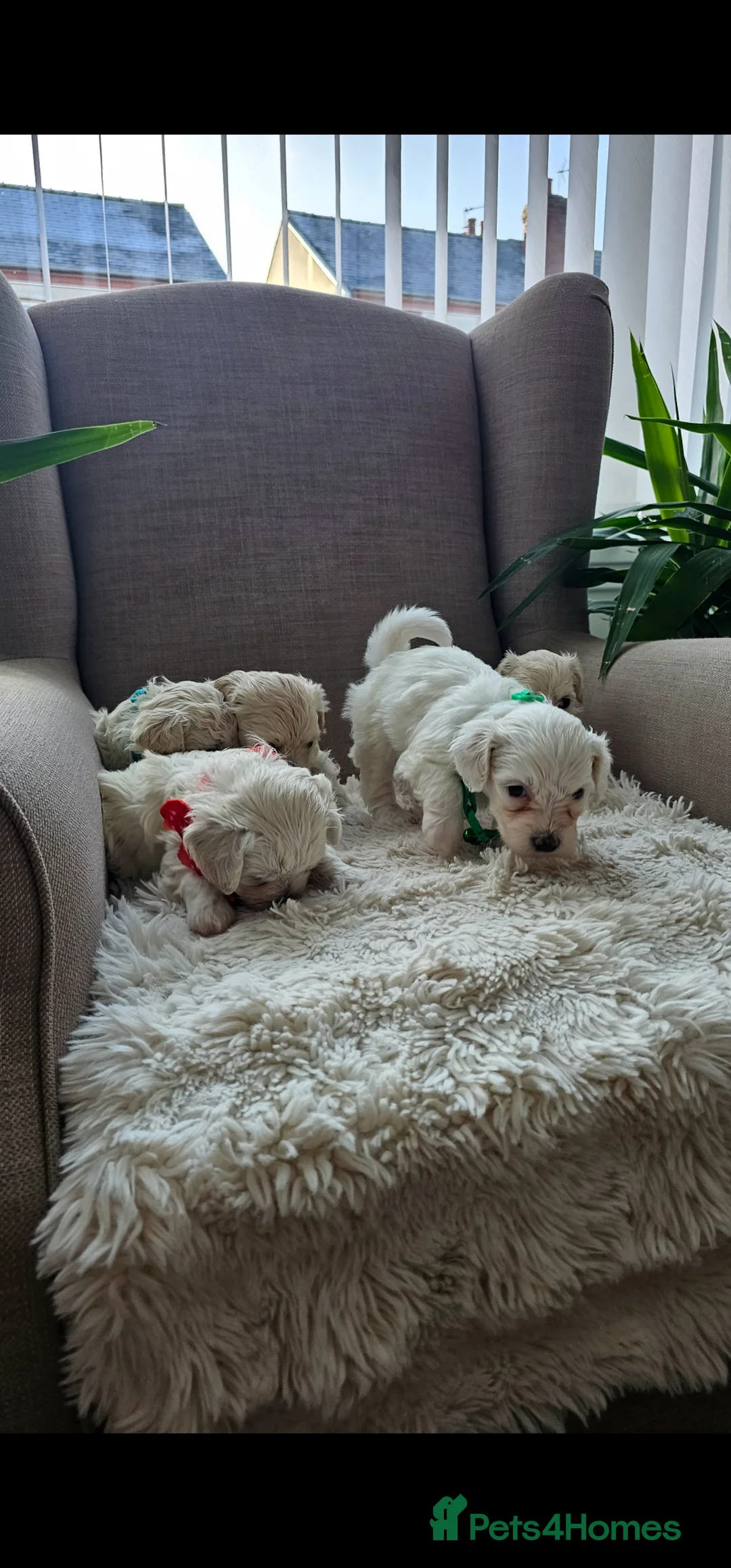 Bichon Frise dogs for sale: ♥️Fluffy Bichon Frise Puppies♥️ - Advert 9