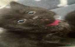 Domestic Shorthair cats for sale: Black kittens - Image 7