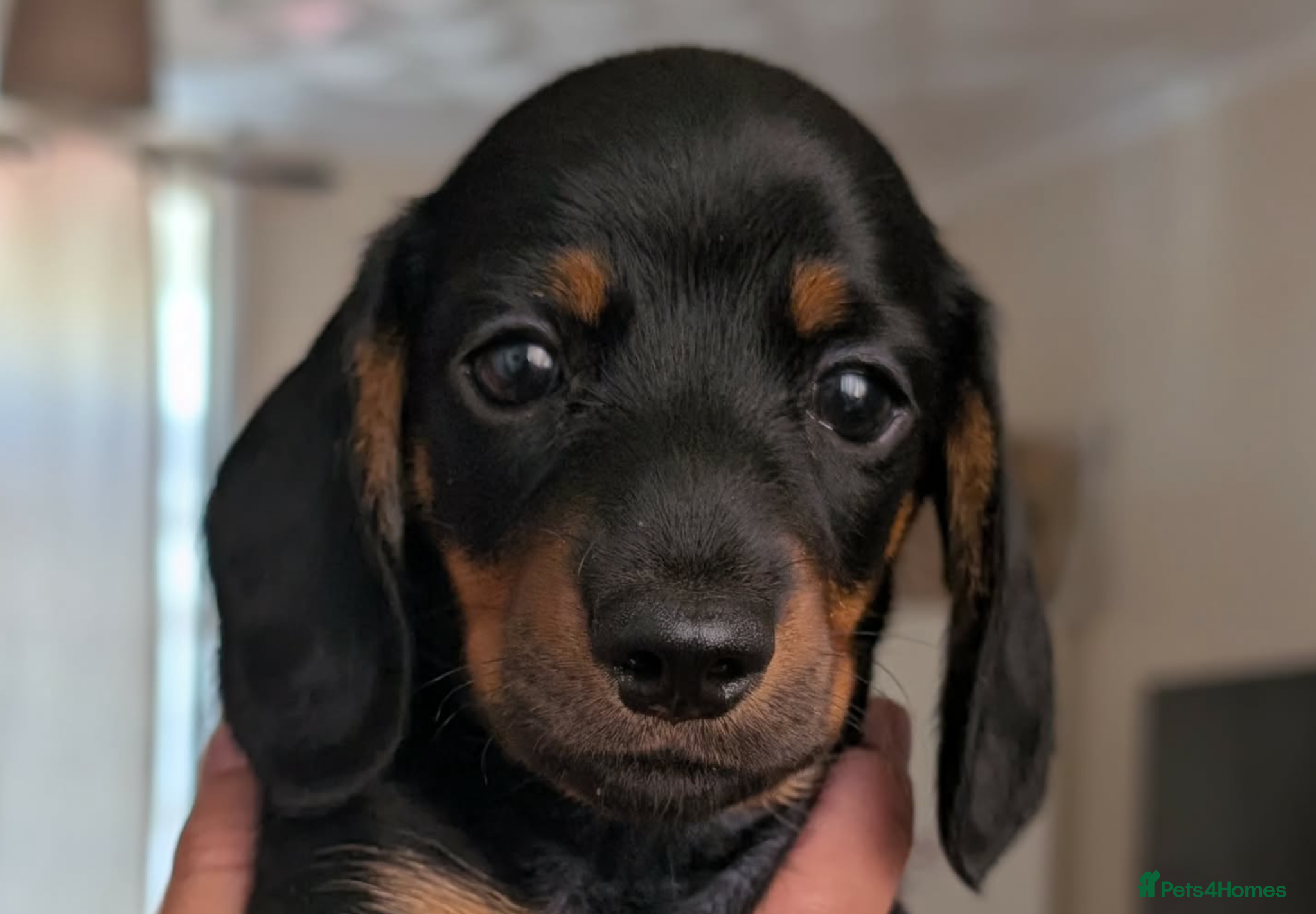 Miniature Dachshund dogs Miniature dachshund babies  - Advert 10
