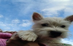 West Highland Terrier dogs for sale: Top quality import champion bred westie - Image 1