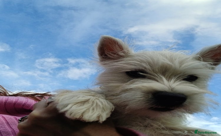 West Highland Terrier dogs - Advert 7
