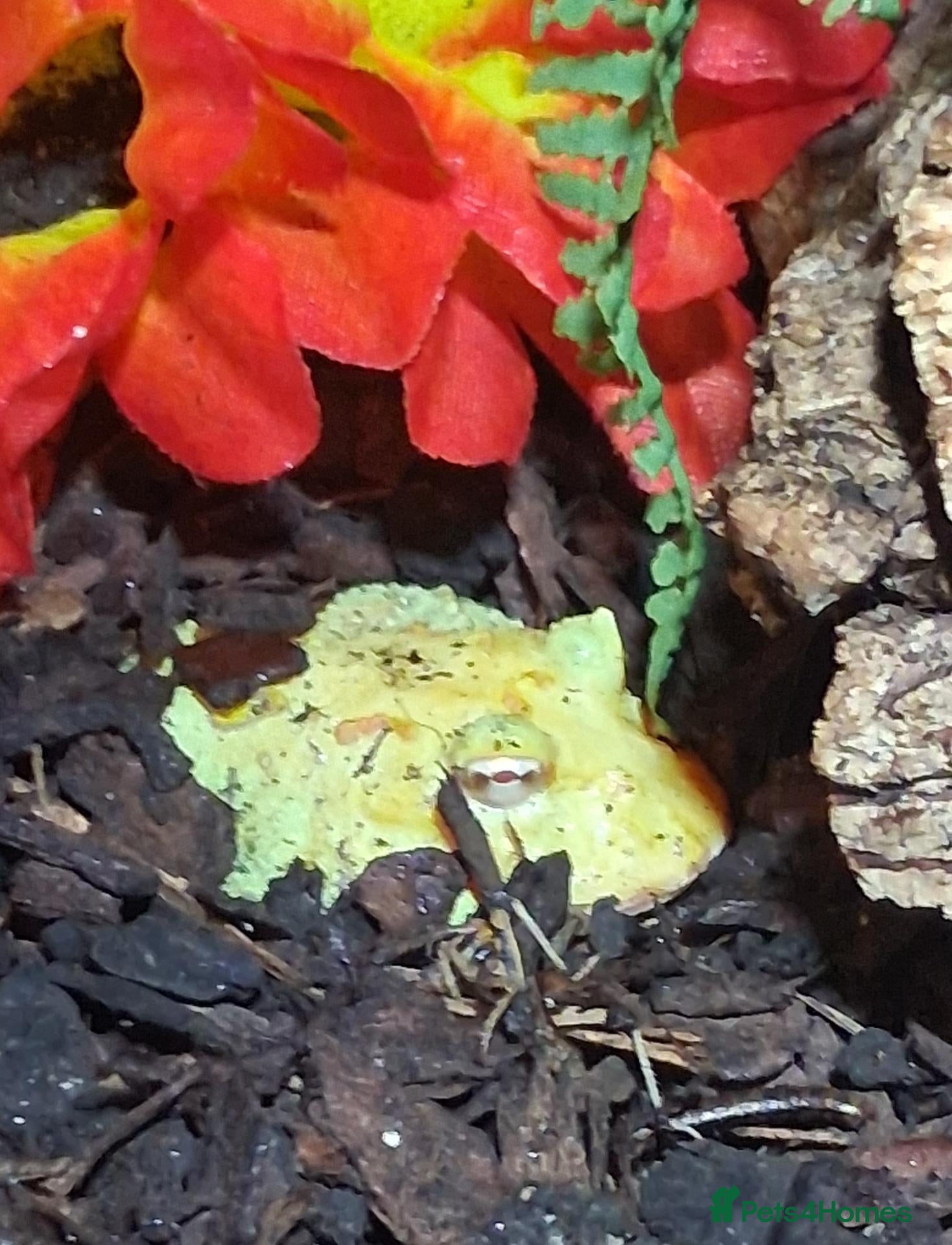 Frog reptiles Pac man Frog - Advert 2