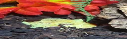 Frog reptiles for sale: Pac man Frog in Blandford Forum - Advert 1