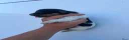 Jack Russell dogs for sale: 5 adorable Jack Russell puppies 🐶❤️ - Advert 7
