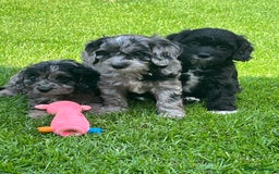 Cavapoo dogs for sale: Stunning Cavapoo puppies - Image 14