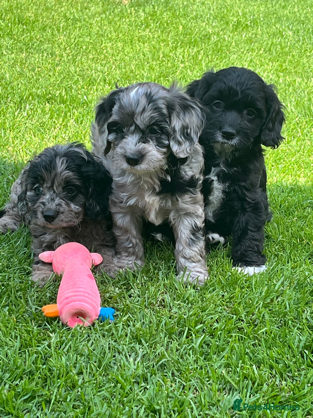 Cavapoo dogs for sale: Stunning Cavapoo puppies - Image 14