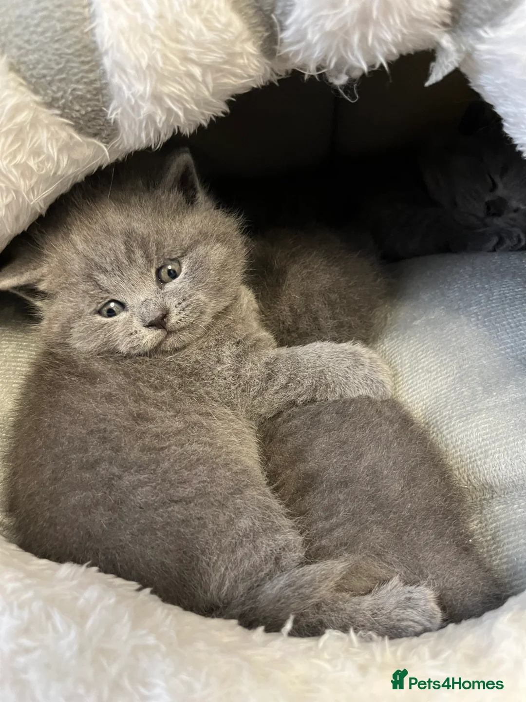 British Shorthair cats for sale: British Shorthair Kittens Available - Advert 14