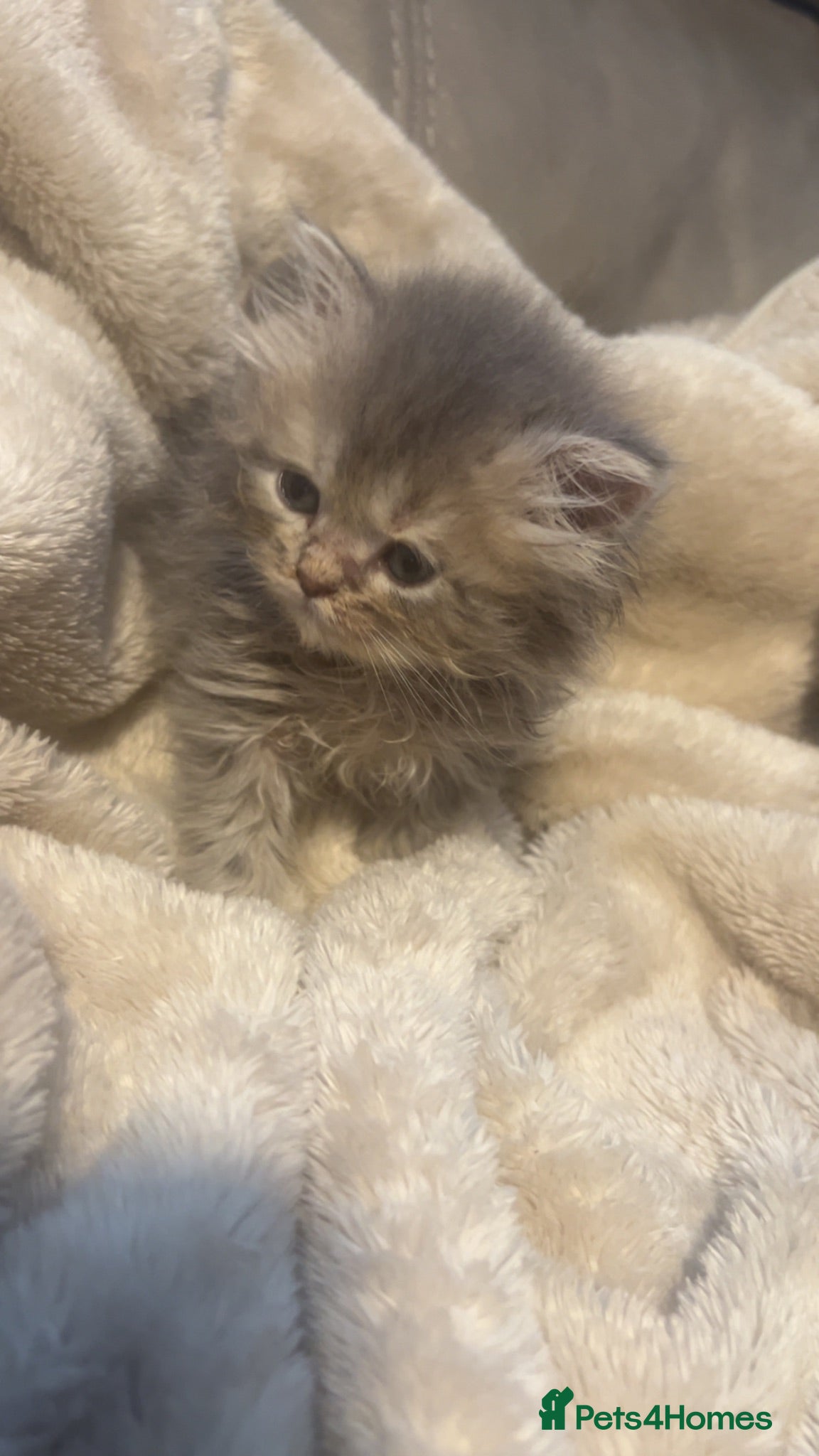 Persian cats  PERSIANS 🌸🌷💐🌹🌼BLUE EYES - Advert 1
