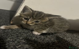 Mixed Breed cats for sale: Beautiful Minnie - Image 4