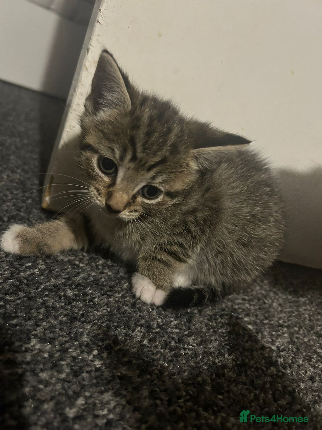 Mixed Breed cats for sale: Beautiful Minnie - Image 4