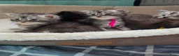 Maine Coon cats for sale: Maine coon kittens  - Advert 6