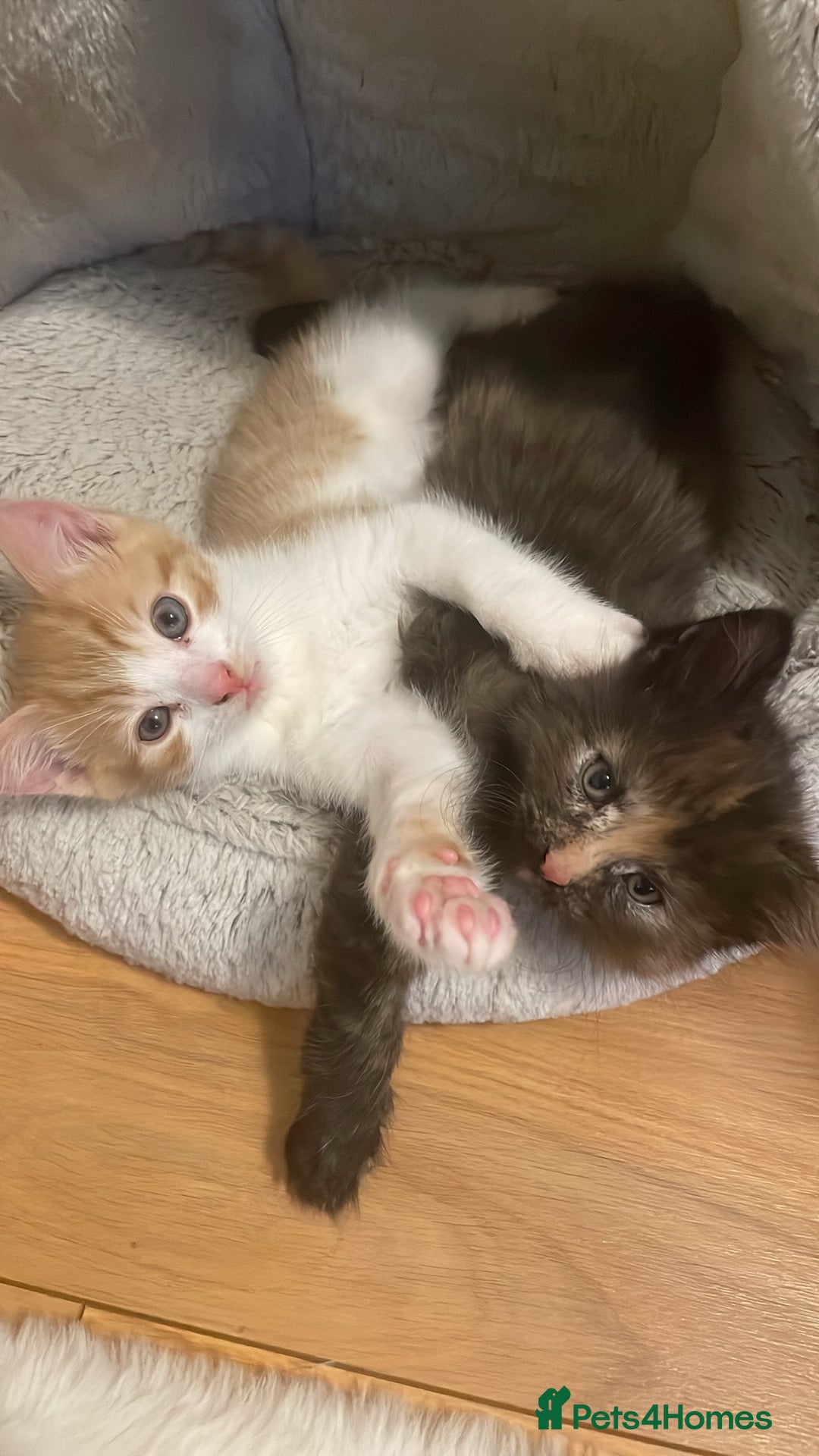 Mixed Breed cats for sale: Ginger-white kitten  - Advert 2