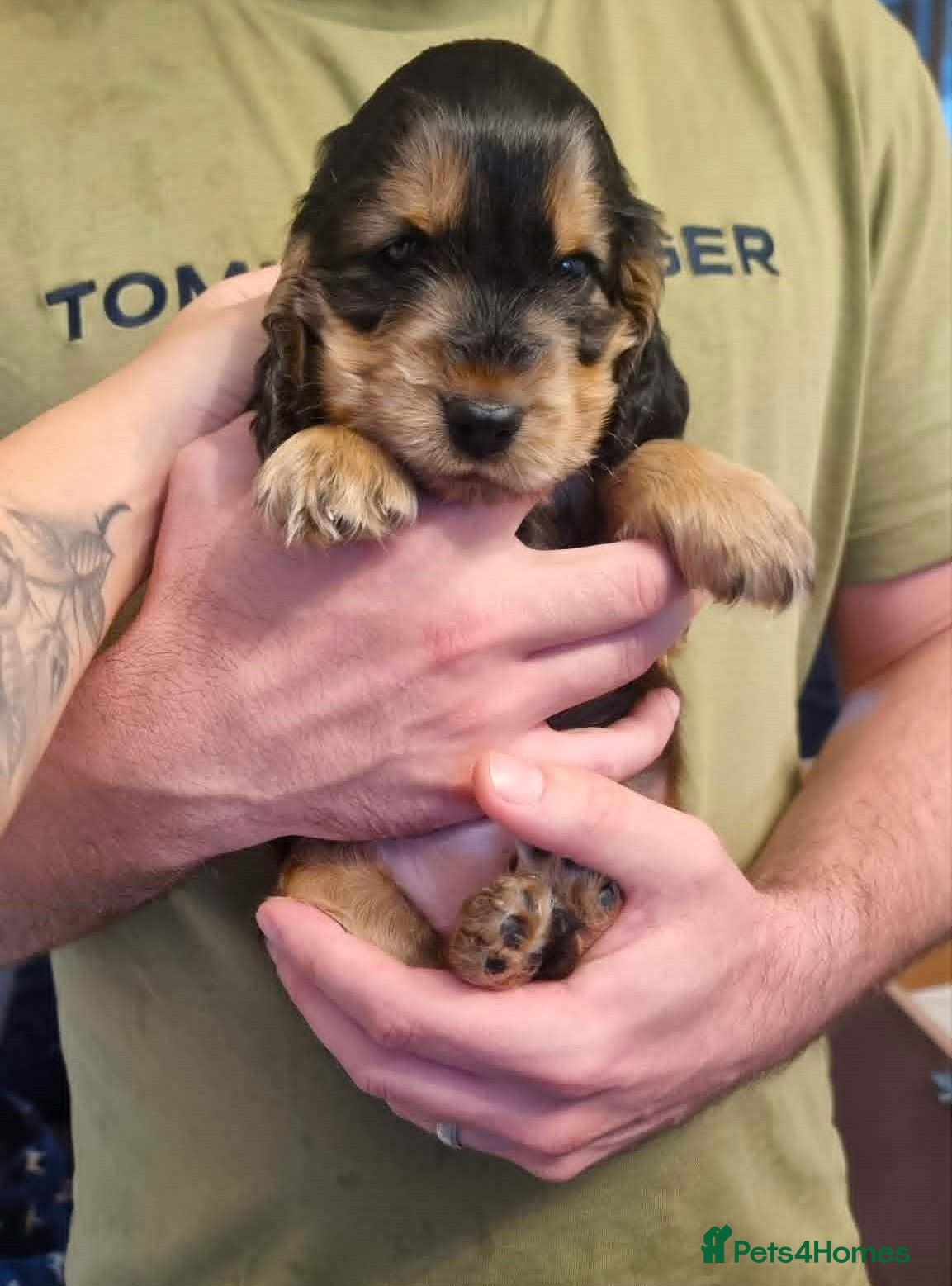 Cocker Spaniel dogs Show Cocker Spaniel Puppies- Champion Lineage🏆🐾 - Advert 2